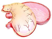 Модель желудка в разрезе - fgospostavki.ru - Зеленогорск