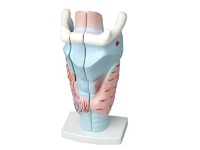 Модель гортани в разрезе - fgospostavki.ru - Зеленогорск