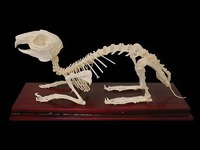 Скелет кролика - fgospostavki.ru - Зеленогорск