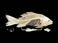 Скелет костистой рыбы - fgospostavki.ru - Зеленогорск