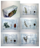 Коллекция "Голосеменные растения" - fgospostavki.ru - Зеленогорск