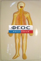 Модель барельефная "Нервная система человека" - fgospostavki.ru - Зеленогорск