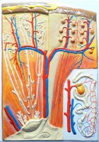 Модель барельефная "Почка" (макро-микростроение) - fgospostavki.ru - Зеленогорск