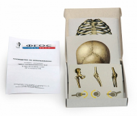 Модель-аппликация "Типы соединения костей" (набор из 7 карт) - fgospostavki.ru - Зеленогорск