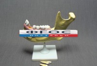 Модель "Челюсть разборная" - fgospostavki.ru - Зеленогорск