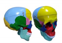 Модель "Череп" (с раскрашенными костями) - fgospostavki.ru - Зеленогорск