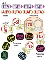 Модель-аппликация Биосинтез белка - fgospostavki.ru - Зеленогорск