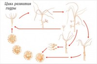 Модель-аппликация Строение и цикл развития гидры - fgospostavki.ru - Зеленогорск
