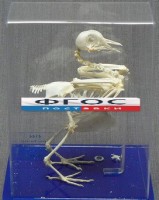 Скелет голубя - fgospostavki.ru - Зеленогорск