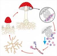 Модель-аппликация Размножение шляпочного гриба - fgospostavki.ru - Зеленогорск