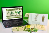 Гербарий натурально-интерактивный "Растительные сообщества. Лес" - fgospostavki.ru - Зеленогорск