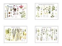 Плакаты ПРОФТЕХ "Систематика растений" (4 пл, винил, 70х100) - fgospostavki.ru - Зеленогорск