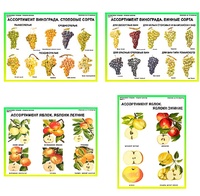 Плакаты ПРОФТЕХ "Ассортимент плодово-ягодных культур" (19 пл, винил, 70х100) - fgospostavki.ru - Зеленогорск