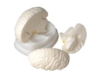 Модель мозга в разрезе - fgospostavki.ru - Зеленогорск