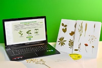 Гербарий натурально-интерактивный "Морфология растений" - fgospostavki.ru - Зеленогорск