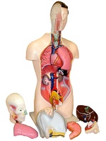 Торс человека разборный (42 см.) - fgospostavki.ru - Зеленогорск