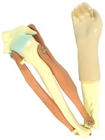 Модель локтевого сустава подвижная - fgospostavki.ru - Зеленогорск