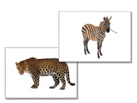 Дидактическое пособие "Дикие животные" - fgospostavki.ru - Зеленогорск