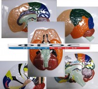 Модель барельефная "Доли, извилины, цитоархитектонические поля головного мозга" (5 планшетов) - fgospostavki.ru - Зеленогорск