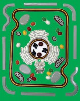 Модель-аппликация "Строение клетки" (набор из 54 пластмассовых фигур) - fgospostavki.ru - Зеленогорск