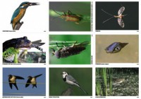 Комплект таблиц Природные зоны России. Сообщества (комплект 18 таблиц) - fgospostavki.ru - Зеленогорск