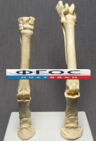 Скелет конечности лошади (передняя и задняя) на подставке - fgospostavki.ru - Зеленогорск