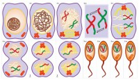 Модель-аппликация Деление клетки. Митоз и мейоз - fgospostavki.ru - Зеленогорск