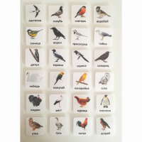 Набор карточек "ПТИЦЫ" - fgospostavki.ru - Зеленогорск