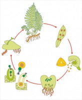 Модель-аппликация Размножение папоротника - fgospostavki.ru - Зеленогорск