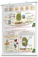 Плакаты по природоведению 2-3 классы. Для оформления кабинета. - fgospostavki.ru - Зеленогорск