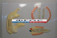 Модель барельефная "Челюсть человека" - fgospostavki.ru - Зеленогорск