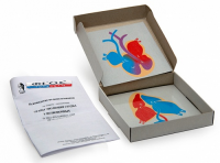 Модель-аппликация "Этапы эволюции сердца у позвоночных" (набор из 4 карт) - fgospostavki.ru - Зеленогорск