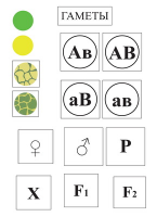 Модель-аппликация Дигибридное скрещивание и его цитологические основы - fgospostavki.ru - Зеленогорск