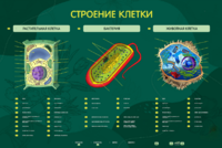 Электрифицированный стенд "Строение клетки" с маркерными полями - fgospostavki.ru - Зеленогорск