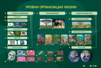 Электрифицированный стенд "Уровни организации жизни" - fgospostavki.ru - Зеленогорск