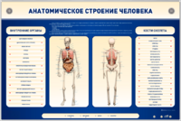 Электрифицированный стенд-тренажер c макетом скелета "Анатомическое строение человека" - fgospostavki.ru - Зеленогорск