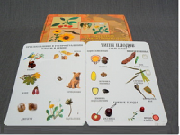 Коллекция "Семена и плоды" - fgospostavki.ru - Зеленогорск