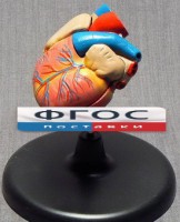 Модель "Сердце" (лабораторная) - fgospostavki.ru - Зеленогорск