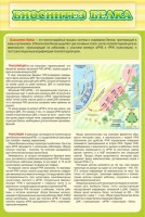 Стенд "Биосинтез белка" - fgospostavki.ru - Зеленогорск