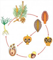 Модель-аппликация Размножение сосны - fgospostavki.ru - Зеленогорск