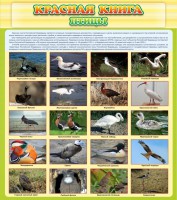 Стенд "Красная книга - птицы" - fgospostavki.ru - Зеленогорск