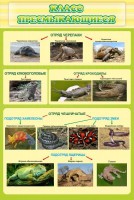 Стенд "Класс пресмыкающиеся" - fgospostavki.ru - Зеленогорск