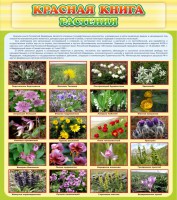 Стенд "Красная книга - растения" - fgospostavki.ru - Зеленогорск