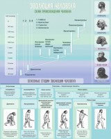 Стенд "Эволюция человека" Вариант 1 - fgospostavki.ru - Зеленогорск