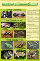 Стенд "Класс земноводные" - fgospostavki.ru - Зеленогорск