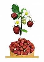 Комплект карточек "Запоминай, играй, считай" - Ягоды - fgospostavki.ru - Зеленогорск