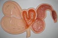 Модель барельефная "Желудок жвачного животного" - fgospostavki.ru - Зеленогорск