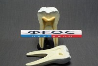 Модель "Строение зуба" - fgospostavki.ru - Зеленогорск