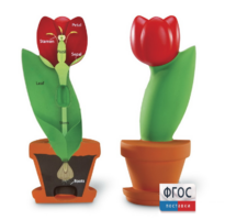 Модель цветка - fgospostavki.ru - Зеленогорск