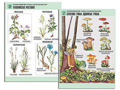 Комплект таблиц "Окружающий мир. Грибы. Растительный мир" (12 таблиц, А1, ламинированные) - fgospostavki.ru - Зеленогорск